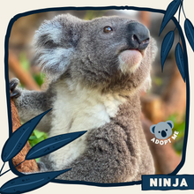 Load image into Gallery viewer, Ninja