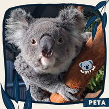 Load image into Gallery viewer, Peta