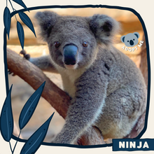 Load image into Gallery viewer, Ninja