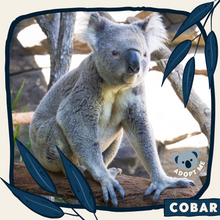 Load image into Gallery viewer, Cobar