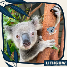 Load image into Gallery viewer, Lithgow
